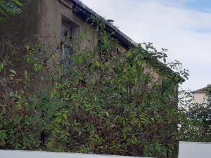 Mehrfamilienhaus mit Hinterhaus zur Verwirklichung in Zwickau zu verkaufen